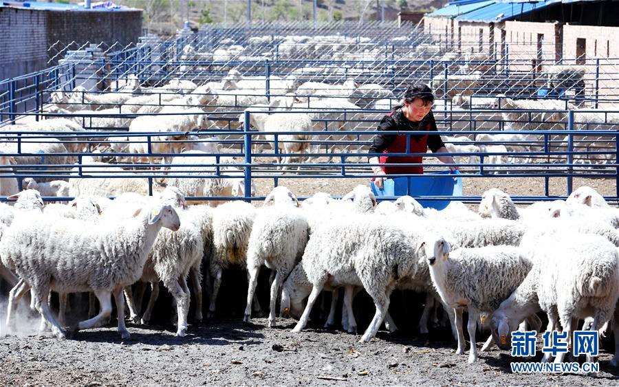 (新華全媒頭條·圖文互動)(12)春暉沐浴寶塔山——寫在延安各縣整體脫貧摘帽之際