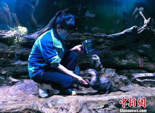 “90后”女馴養(yǎng)師:為“挑食”伙伴做美食親密似家人