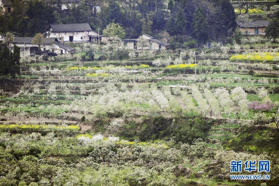 (在習近平新時代中國特色社會主義思想指引下——新時代新作為新篇章)(7)重慶巫山:“生態寶貝”變身“搖錢樹”