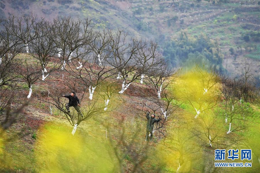 (在習(xí)近平新時(shí)代中國特色社會(huì)主義思想指引下——新時(shí)代新作為新篇章)(8)重慶巫山:“生態(tài)寶貝”變身“搖錢樹”