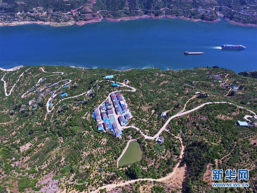 (在習(xí)近平新時(shí)代中國特色社會(huì)主義思想指引下——新時(shí)代新作為新篇章)(2)重慶巫山:“生態(tài)寶貝”變身“搖錢樹”