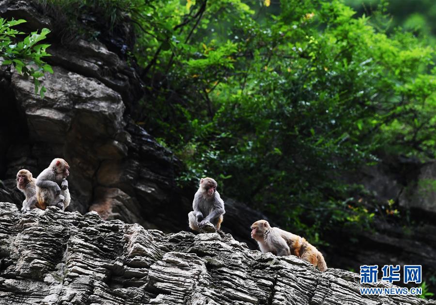 (在習近平新時代中國特色社會主義思想指引下——新時代新作為新篇章)(5)重慶巫山:“生態寶貝”變身“搖錢樹”