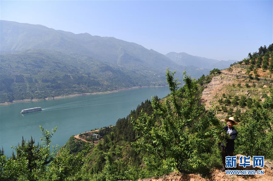 (在習近平新時代中國特色社會主義思想指引下——新時代新作為新篇章)(12)重慶巫山:“生態寶貝”變身“搖錢樹”