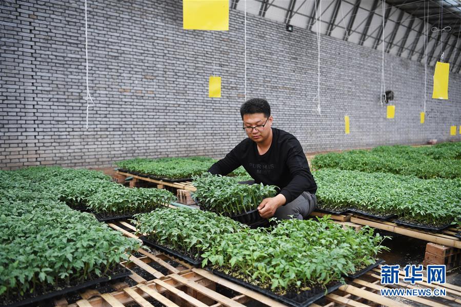 (在習(xí)近平新時代中國特色社會主義思想指引下——新時代新作為新篇章·圖文互動)(8)在綠色田野上書寫青春答卷——幾位“新農(nóng)民”的返鄉(xiāng)創(chuàng)業(yè)故事