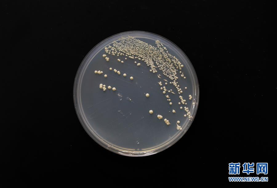 (新華全媒頭條·圖文互動)(6)“兩個一公里”的創新答案——上海全力建設全球科創中心紀實