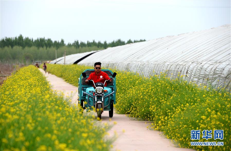 (新華全媒頭條·愛國情 奮斗者·圖文互動)(6)把論文寫在祖國的大地上——中國農業大學46年扎根河北曲周服務鄉村振興紀實
