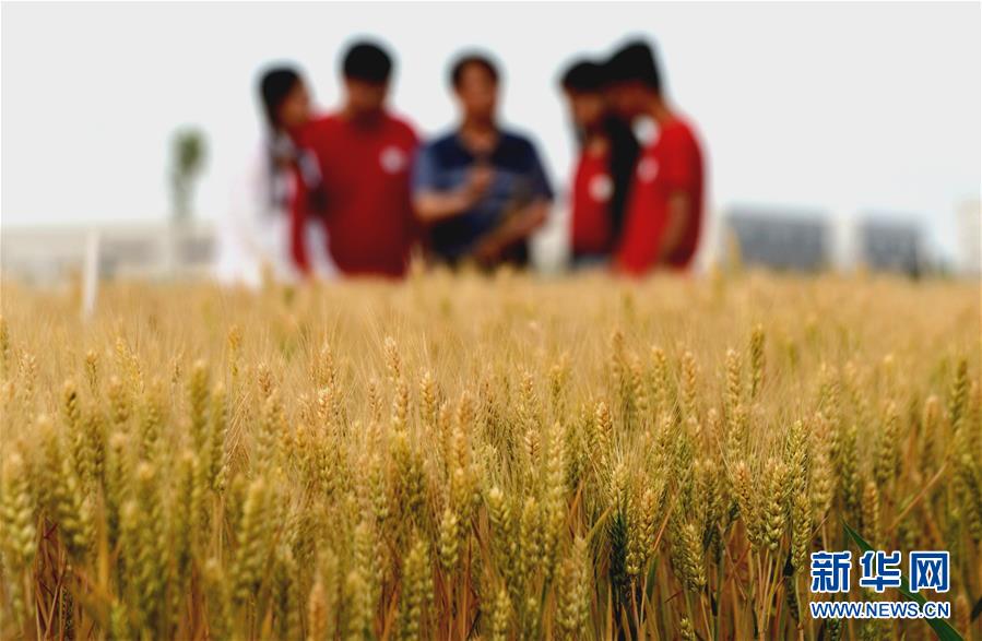 (新華全媒頭條·愛國情 奮斗者·圖文互動)(7)把論文寫在祖國的大地上——中國農業大學46年扎根河北曲周服務鄉村振興紀實