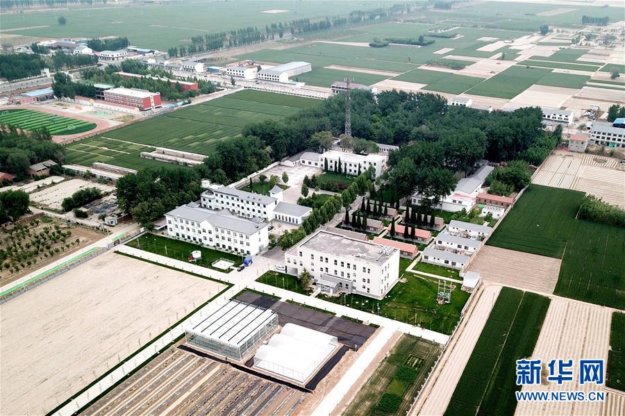 (新華全媒頭條·愛國情 奮斗者·圖文互動)(12)把論文寫在祖國的大地上——中國農業大學46年扎根河北曲周服務鄉村振興紀實