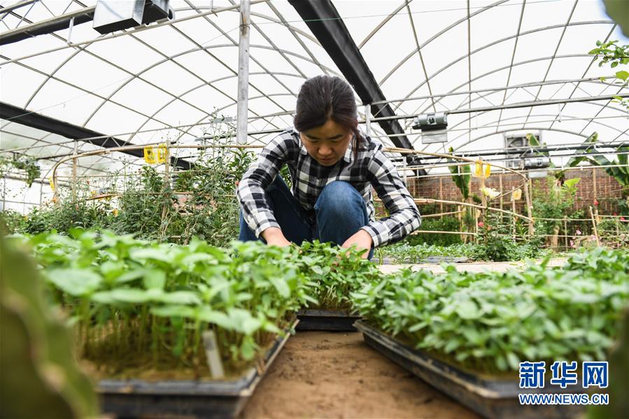 （權威訪談·聚焦中國經濟亮點·圖文互動）（5）防治土地荒漠化 推動綠色發展——專訪國家林業和草原局副局長劉東生
