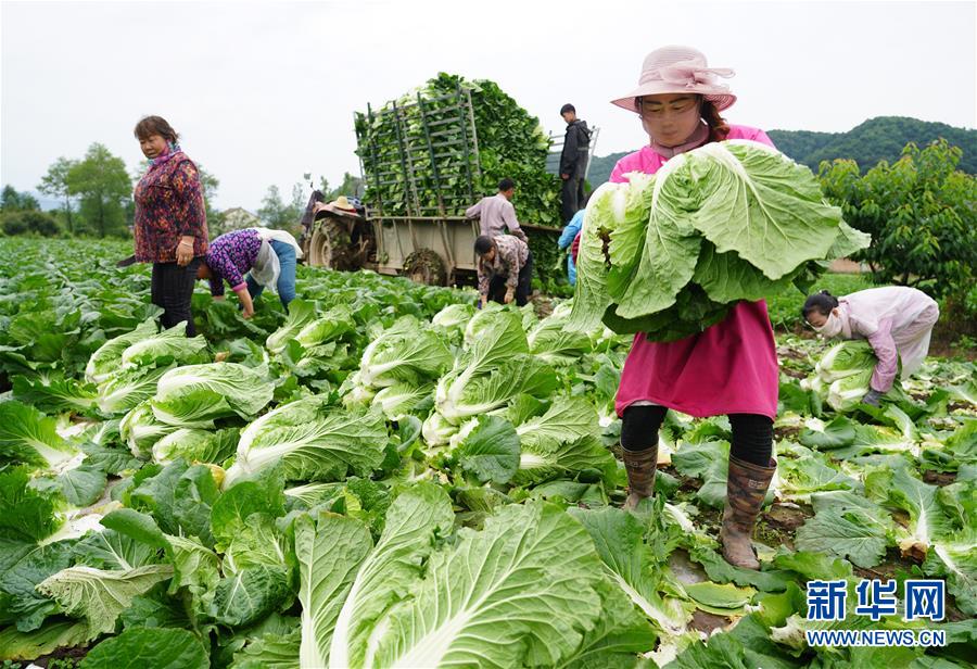 (走基層 聽民聲·圖文互動)(1)陜西:太白山下種蔬菜 質優價高不愁賣