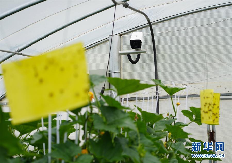 (走基層 聽民聲·圖文互動)(2)陜西:太白山下種蔬菜 質優價高不愁賣