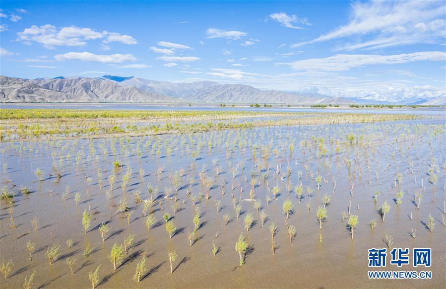 (壯麗70年·奮斗新時代——共和國發展成就巡禮·圖文互動)(9)人間奇跡在高原——新中國成立70年西藏發展成就紀實