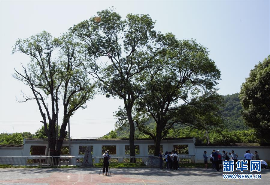 （壯麗70年·奮斗新時(shí)代——記者再走長(zhǎng)征路·圖文互動(dòng)）（6）“紅軍樹”下憶初心、守初心