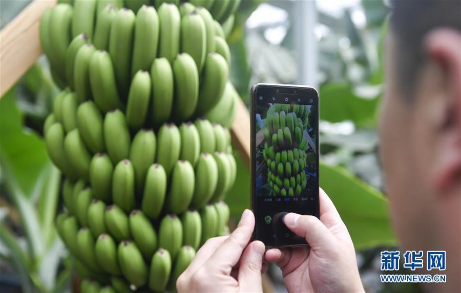 (在習近平新時代中國特色社會主義思想指引下——新時代新作為新篇章·圖文互動)(1)吉林萬昌現代農業發展先導區“三變”