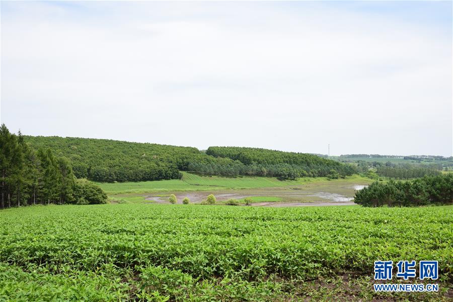 （在習(xí)近平新時(shí)代中國(guó)特色社會(huì)主義思想指引下——新時(shí)代新作為新篇章·圖文互動(dòng)）（2）向林木要錢，讓綠樹生金——黑龍江省拜泉縣發(fā)展綠色經(jīng)濟(jì)助脫貧