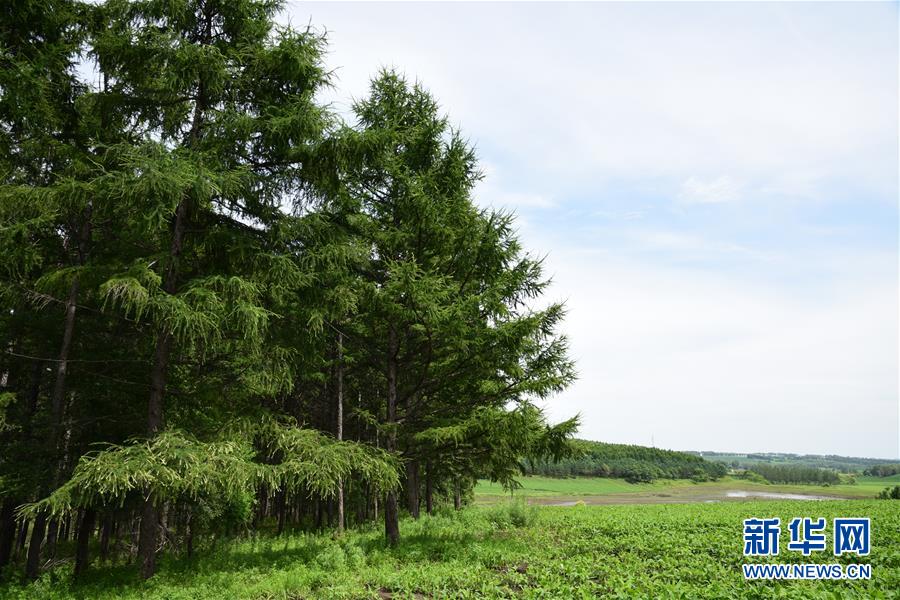 （在習(xí)近平新時(shí)代中國(guó)特色社會(huì)主義思想指引下——新時(shí)代新作為新篇章·圖文互動(dòng)）（1）向林木要錢，讓綠樹生金——黑龍江省拜泉縣發(fā)展綠色經(jīng)濟(jì)助脫貧