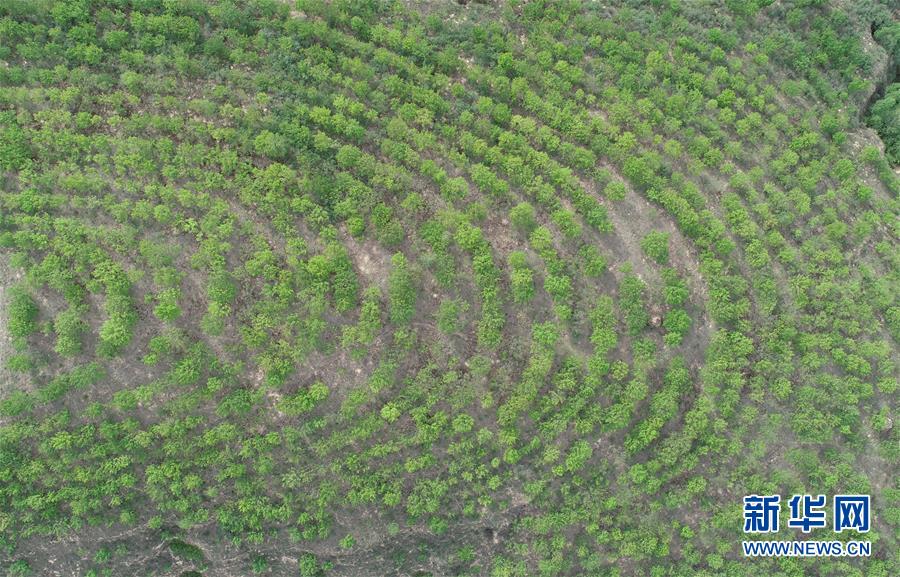 （圖文互動）（4）荒土換青山 林海淘真金——延安退耕還林20載造就綠色奇跡