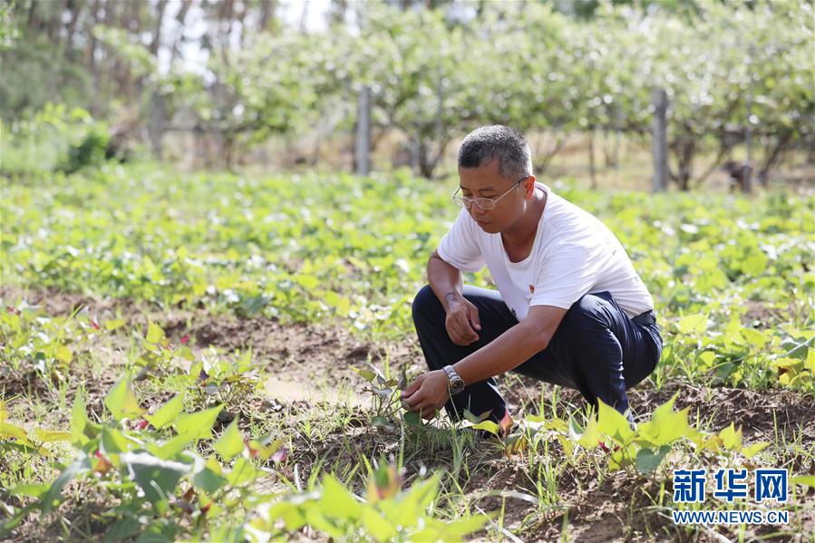 (不忘初心、牢記使命·圖文互動)(4)“上天入地”也要帶領(lǐng)鄉(xiāng)親脫貧——記廣東那毛村駐村第一書記彭彬
