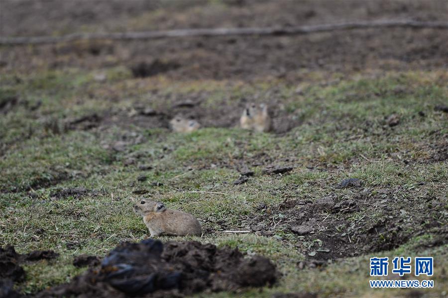 (新華全媒頭條·圖文互動)(11)確保“中華水塔”碧水東流——中國三江源生態保護報告