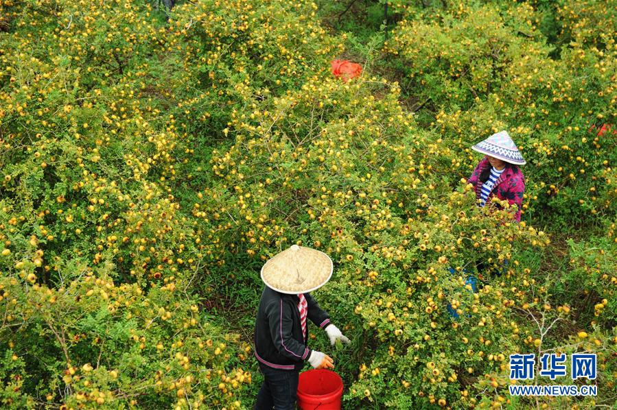 (全面深化改革·圖文互動)(4)“減”出效益 “融”出特色 “服”出動力——貴州推進農村產業結構調整觀察