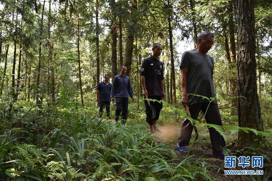 （愛(ài)國(guó)情 奮斗者·圖文互動(dòng)）（1）貴州印江高石坎護(hù)林隊(duì)：半輩子，以林場(chǎng)為家