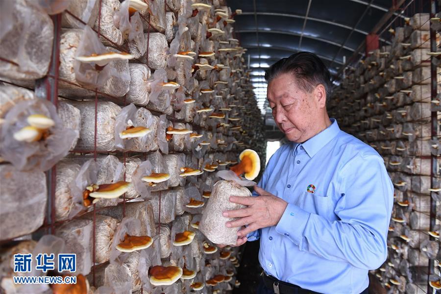 （不忘初心、牢記使命·圖文互動(dòng)）（1）拳拳寸草心 濃濃報(bào)國(guó)情——記“菌草之父”林占熺