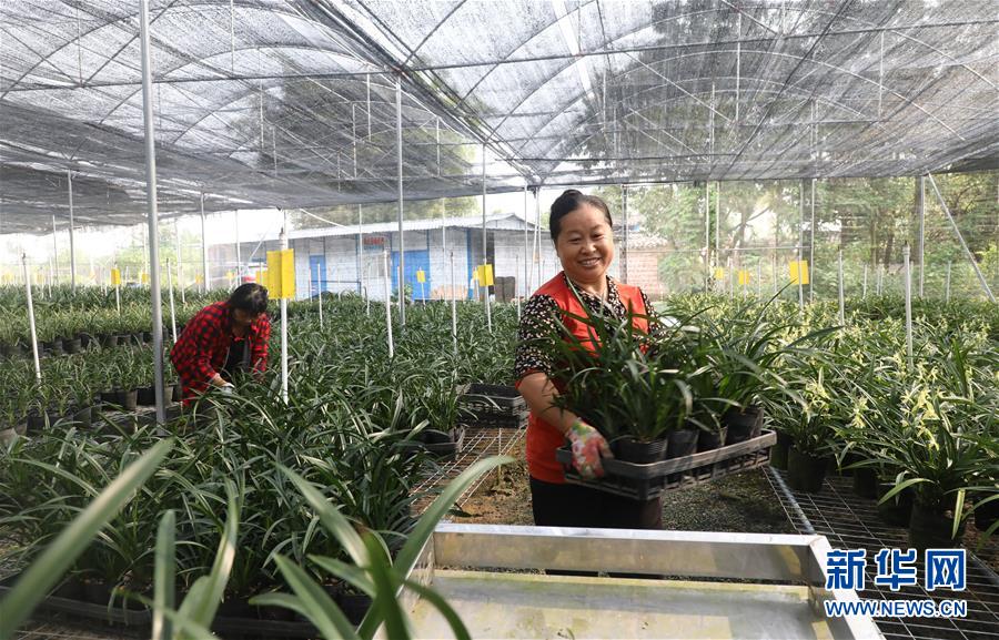 （在習近平新時代中國特色社會主義思想指引下——新時代新作為新篇章·總書記關心的百姓身邊事·圖文互動）（2）“科技秀才”給田野帶來新希望