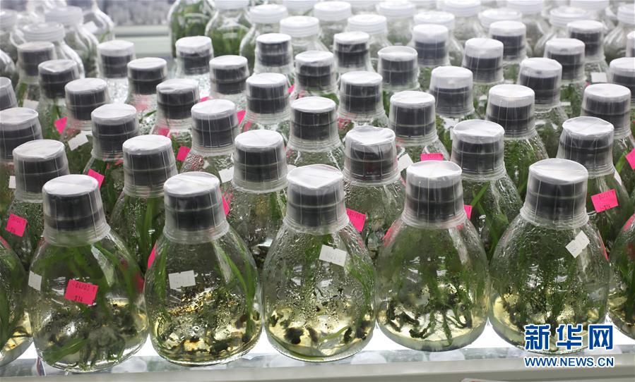 （在習近平新時代中國特色社會主義思想指引下——新時代新作為新篇章·總書記關心的百姓身邊事·圖文互動）（3）“科技秀才”給田野帶來新希望