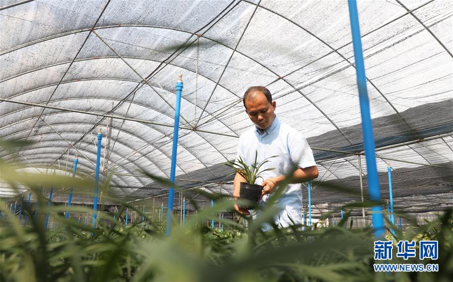 （在習近平新時代中國特色社會主義思想指引下——新時代新作為新篇章·總書記關心的百姓身邊事·圖文互動）（4）“科技秀才”給田野帶來新希望