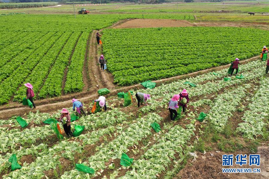 (脫貧攻堅·圖文互動)(2)“豐收圖”里述脫貧