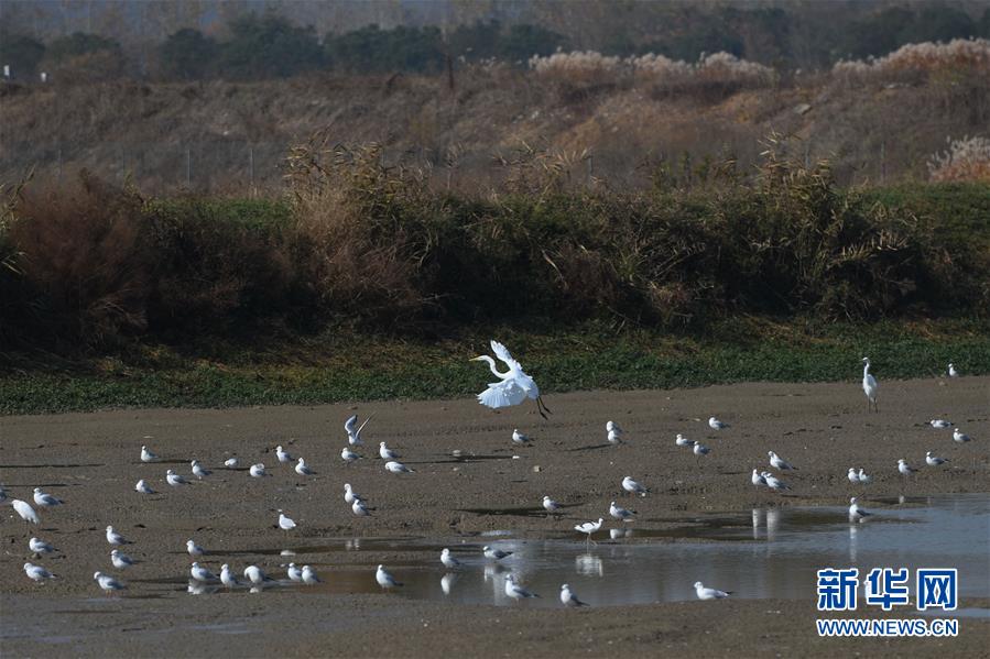 (新華全媒頭條·圖文互動)(3)大湖見證——長三角三大淡水湖綠色發(fā)展之路