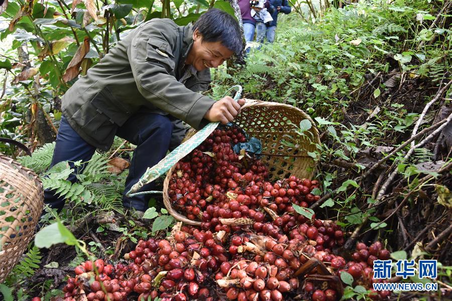 （在習(xí)近平新時(shí)代中國(guó)特色社會(huì)主義思想指引下——新時(shí)代新作為新篇章·總書記關(guān)切脫貧事·決勝貧困·圖文互動(dòng)）（5）讓一方水土“富養(yǎng)”一方人——扶貧特色產(chǎn)業(yè)惠及千家萬戶