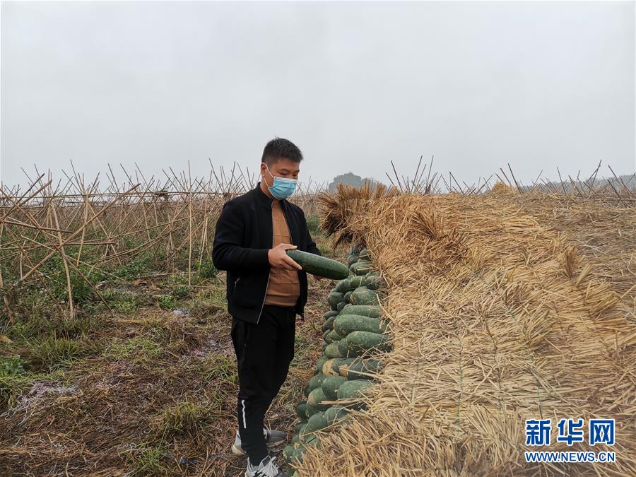 (聚焦疫情防控·圖文互動(dòng))(1)“得知要送武漢 凌晨出來摘菜”——中國(guó)“南菜園”廣西全力抗疫保供應(yīng)