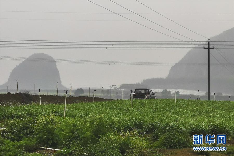 (聚焦疫情防控·圖文互動(dòng))(3)“得知要送武漢 凌晨出來摘菜”——中國(guó)“南菜園”廣西全力抗疫保供應(yīng)