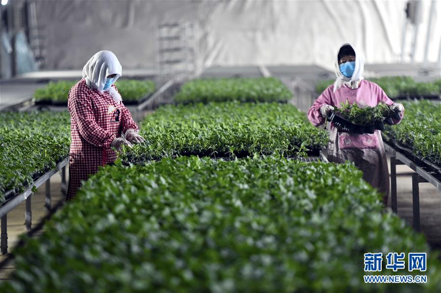 （圖文互動）（4）別樣的春耕——來自農業大省山東的春耕備耕見聞