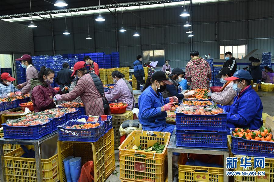 (圖文互動)(10)與疫情抗爭 與春光同行——廣西農村春耕備耕一線觀察