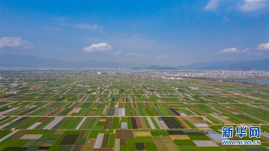 （抓好春耕備耕 穩住農業生產·圖文互動）（5）“栽種的是菜苗，收獲的是希望”——云南蔬菜集散地通?？h春耕見聞 