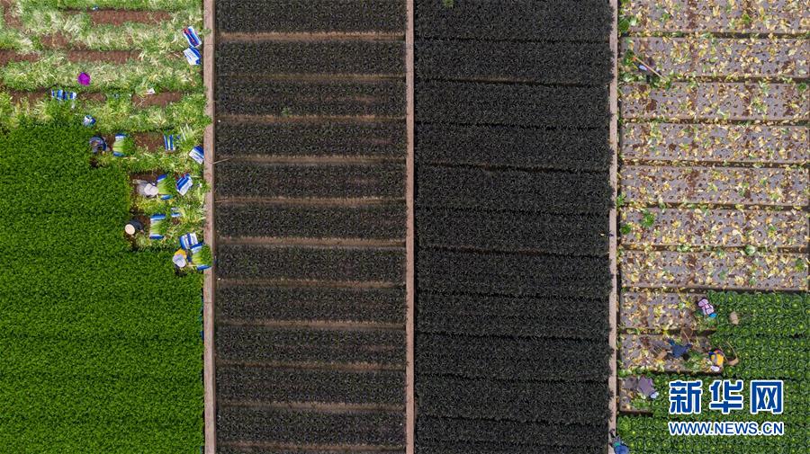 （抓好春耕備耕 穩住農業生產·圖文互動）（4）“栽種的是菜苗，收獲的是希望”——云南蔬菜集散地通?？h春耕見聞 