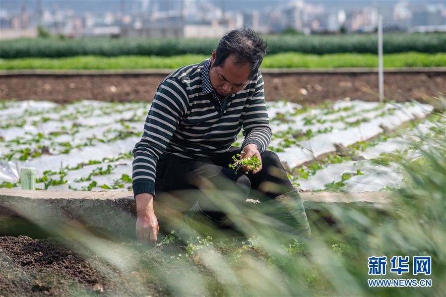 （抓好春耕備耕 穩住農業生產·圖文互動）（3）“栽種的是菜苗，收獲的是希望”——云南蔬菜集散地通?？h春耕見聞 