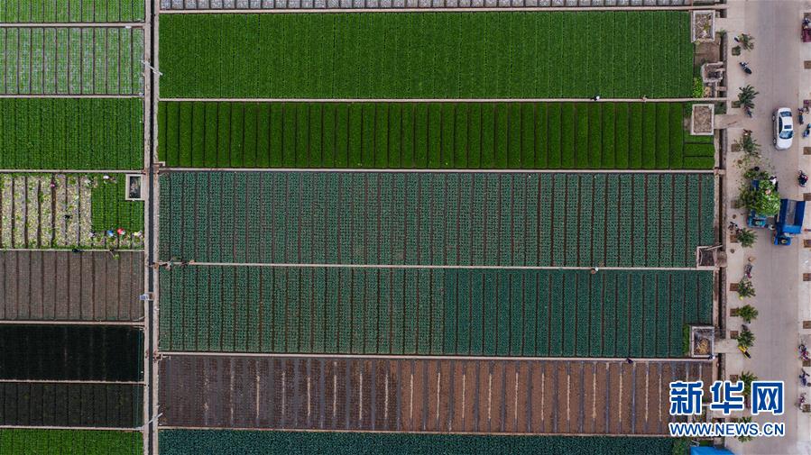 （抓好春耕備耕 穩住農業生產·圖文互動）（1）“栽種的是菜苗，收獲的是希望”——云南蔬菜集散地通?？h春耕見聞 