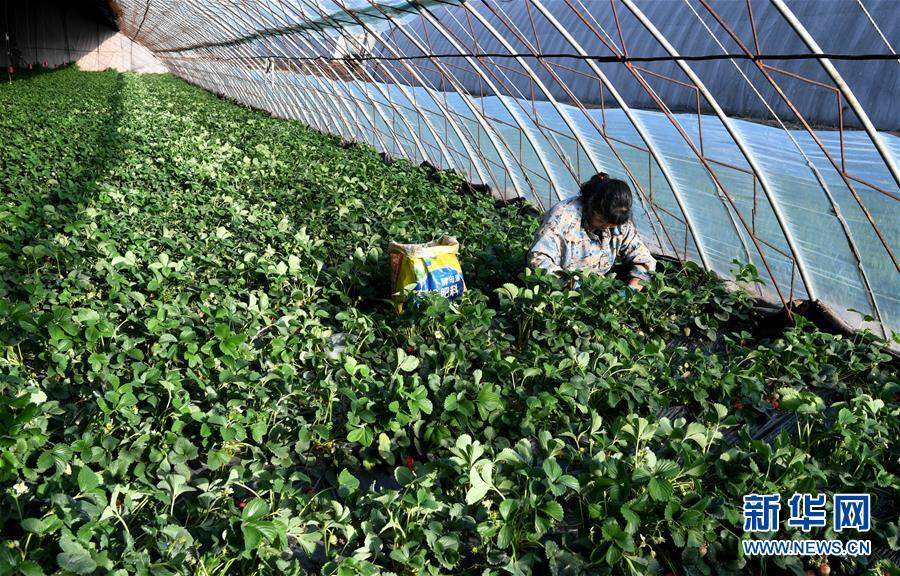 （在習近平新時代中國特色社會主義思想指引下——新時代新作為新篇章·習近平總書記關切事·圖文互動）（3）戰“疫”要勁時，戰“貧”再加把勁！——中央各部門助力脫貧攻堅很給力