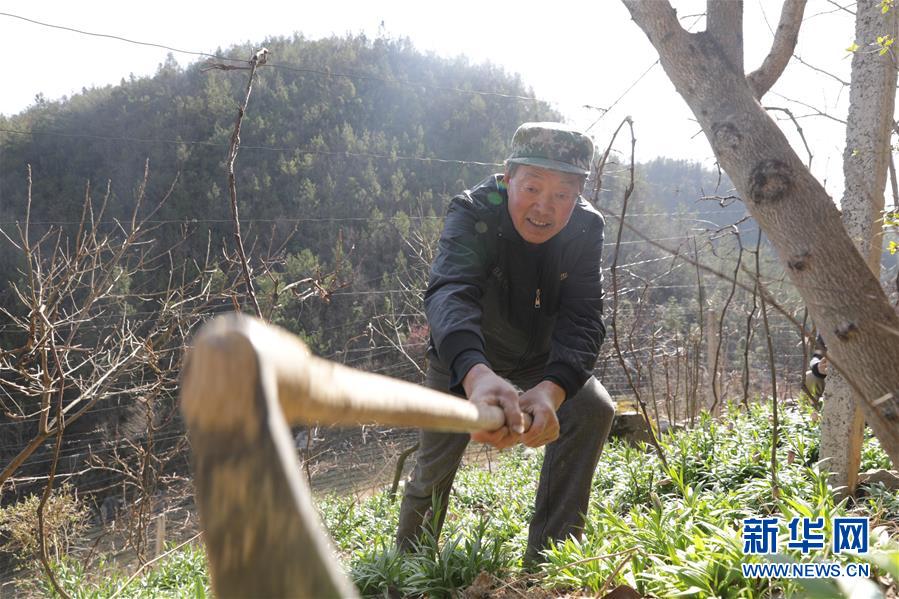 (圖文互動)(2)湖北巴東迎春農場春管忙