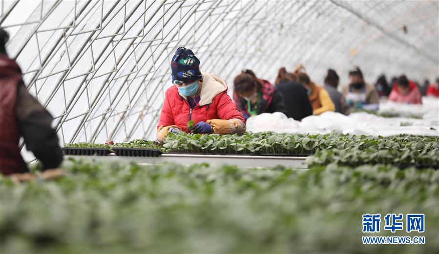 (新華全媒頭條·圖文互動(dòng))(3)春色最濃在田間——來(lái)自全國(guó)春耕備耕的現(xiàn)場(chǎng)觀(guān)察