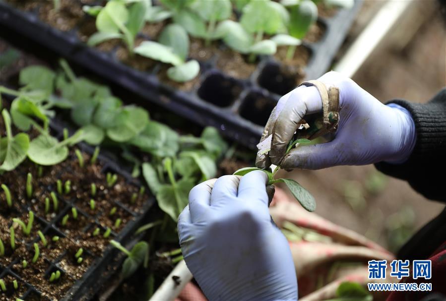 (新華全媒頭條·圖文互動(dòng))(4)春色最濃在田間——來(lái)自全國(guó)春耕備耕的現(xiàn)場(chǎng)觀(guān)察