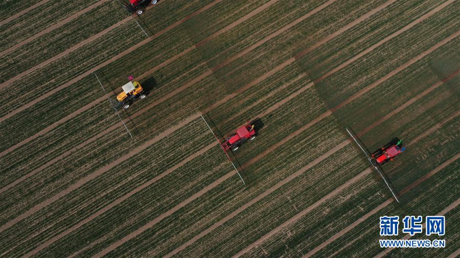 (新華全媒頭條·圖文互動(dòng))(5)春色最濃在田間——來(lái)自全國(guó)春耕備耕的現(xiàn)場(chǎng)觀(guān)察