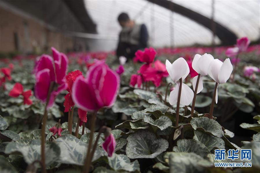 （在習近平新時代中國特色社會主義思想指引下——新時代新作為新篇章·習近平總書記關切事·圖文互動）（2）希望的田野，希望的春天——各地農業生產新動態掃描