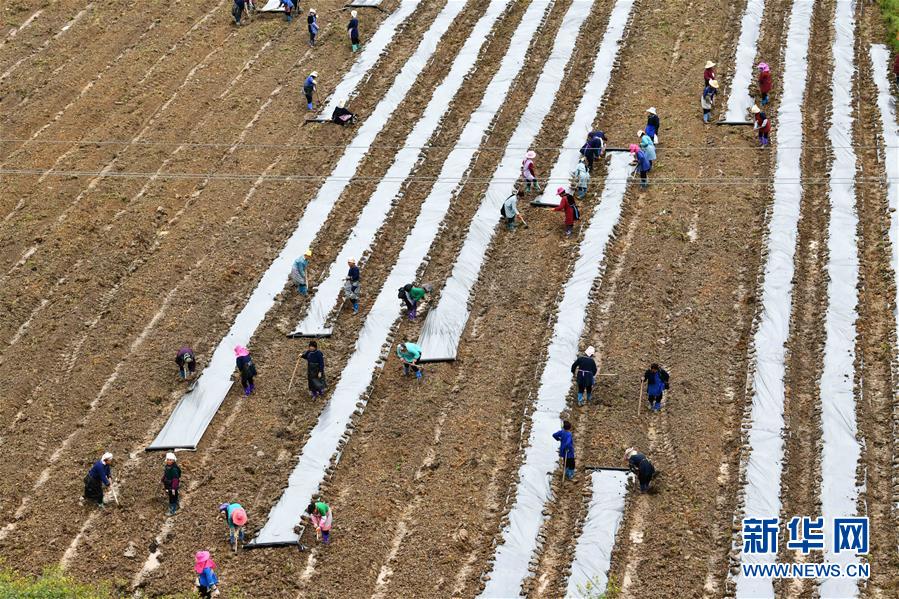 (決戰(zhàn)決勝脫貧攻堅(jiān)·圖文互動(dòng))(4)貴州黔東南:搶抓壩區(qū)春耕 決勝脫貧攻堅(jiān)