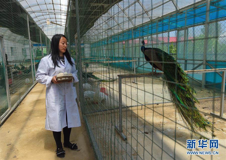 （新華全媒頭條&middot;圖文互動）（14）內蒙古貧困旗縣全部&ldquo;摘帽&rdquo;