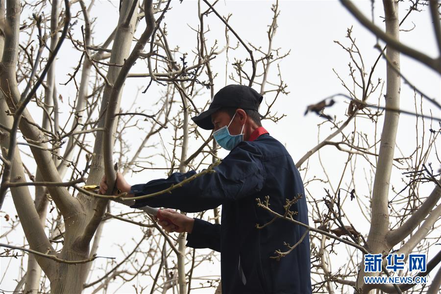 (決戰(zhàn)決勝脫貧攻堅(jiān)·圖文互動(dòng))(2)南疆林果合作社百人技術(shù)隊(duì)的“核桃雄心”