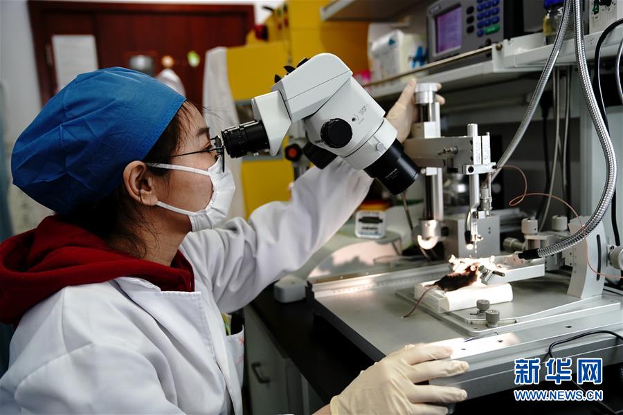 （圖文互動）（2）攻擊行為如何被大腦控制？科學家在小鼠大腦中發現“調節開關”